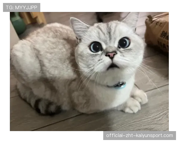 [选手名]晒出的日常：在繁忙的赛程中，逗猫成了他唯一的解压方式，太萌了🐱